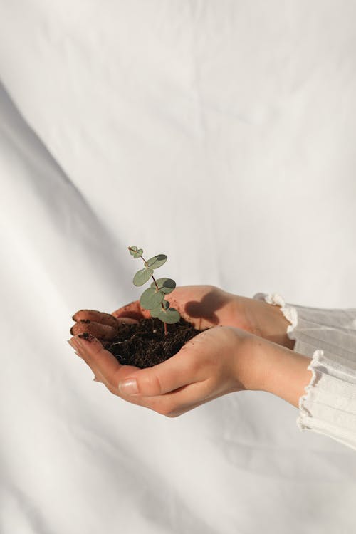 Free Woman Holding Soil with a Green Plant Stock Photo