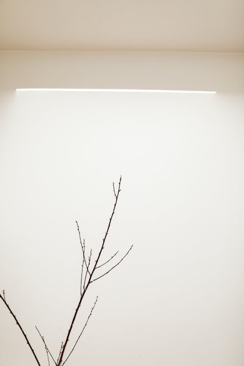Gratis lagerfoto af bladløse, enkel, grene