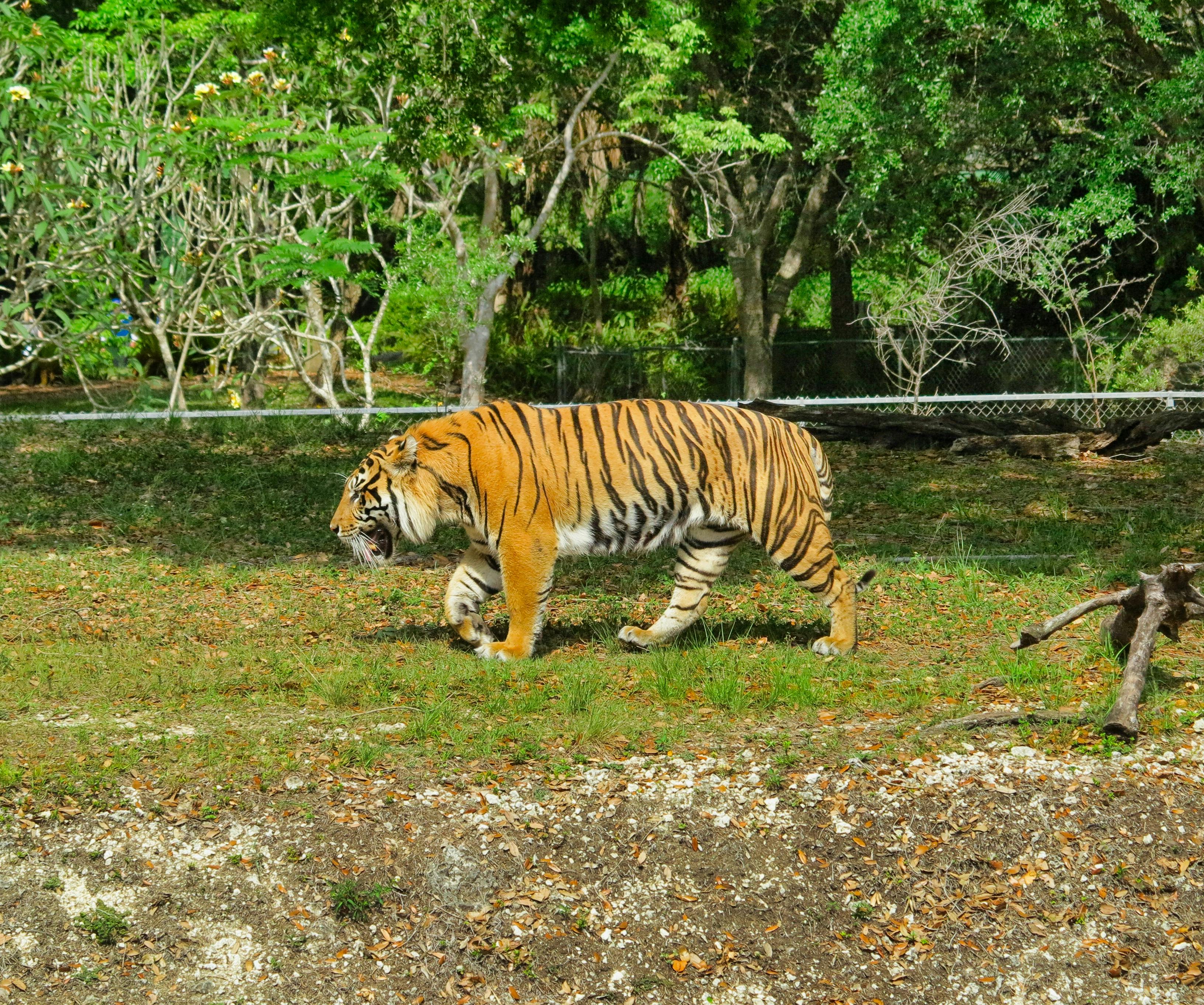 Free stock photo of animal, florida, miami