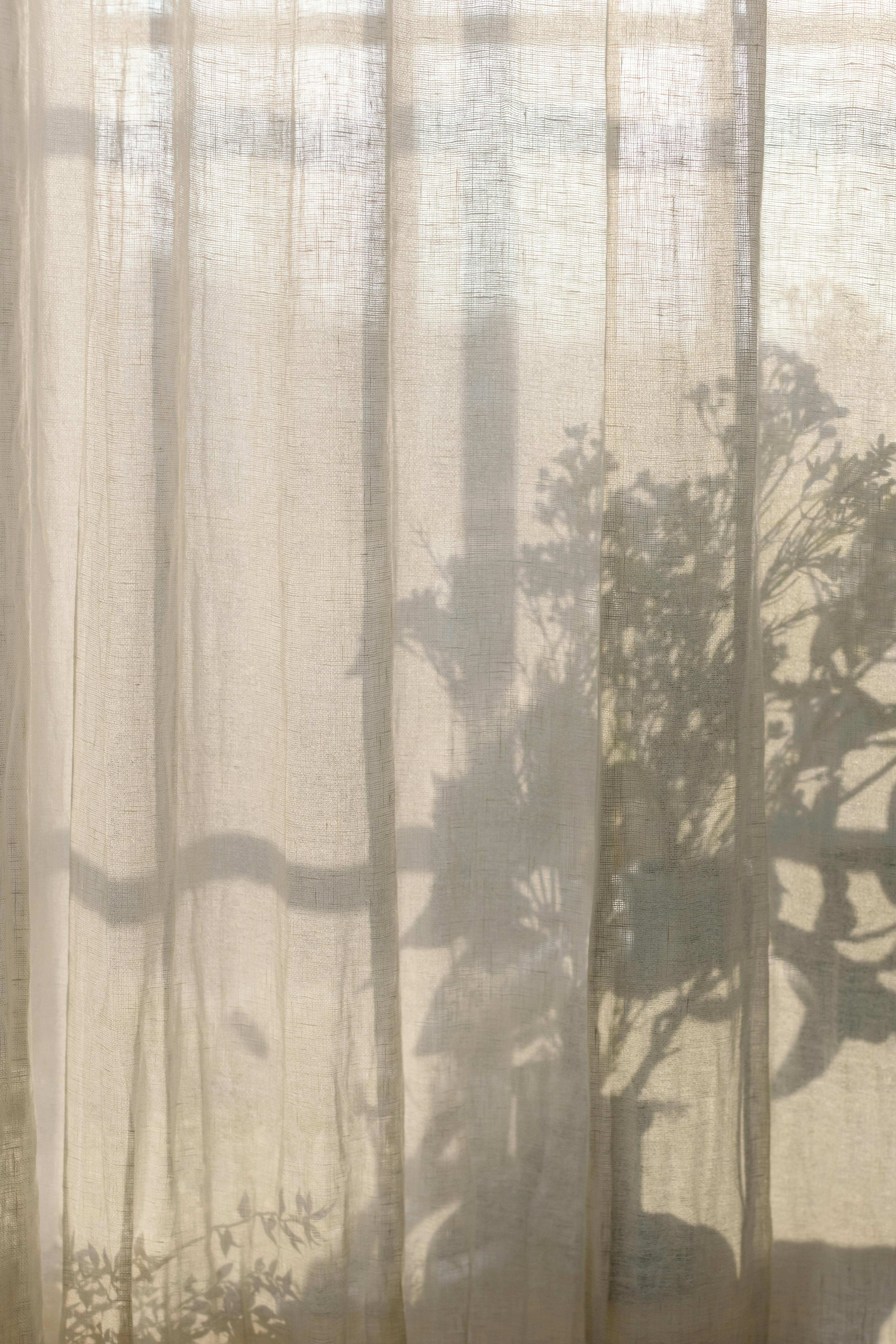 plants shadow behind curtain