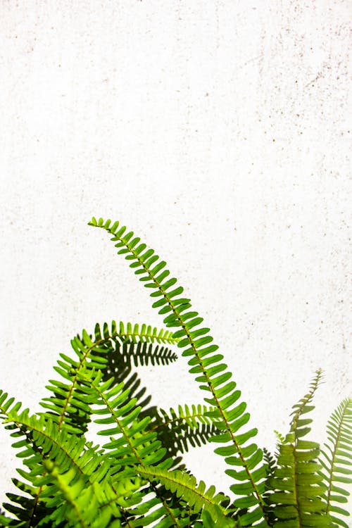 Verdant fern with thin long stems growing in sunshine against white concrete wall