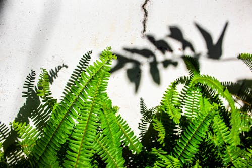 Green leaves of fern growing in sunlight