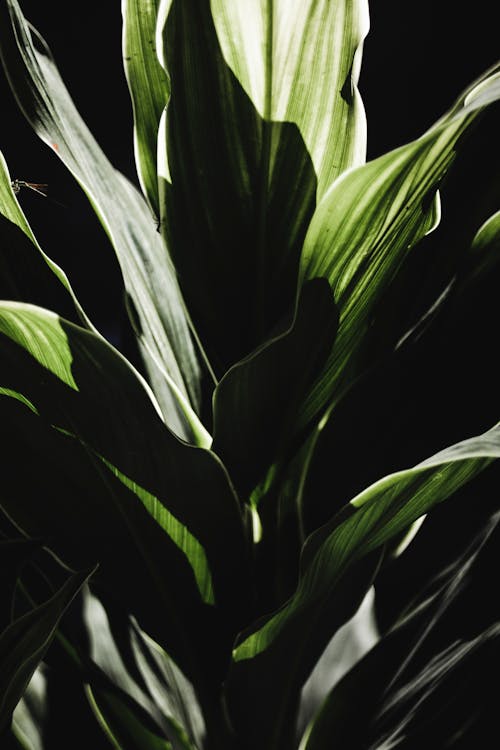 Green plant with long leaves against black backdrop