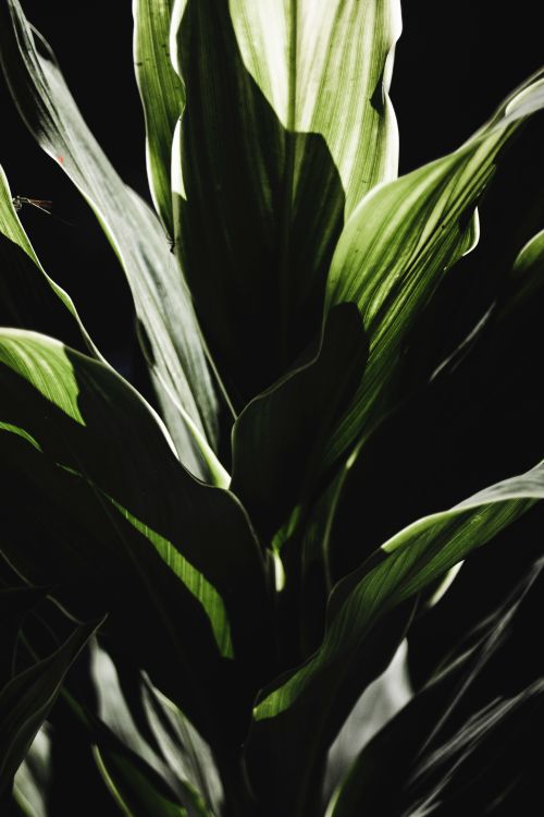 Free Fresh green plant with lush long branches growing against dark black background in sunlight Stock Photo