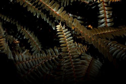 Long branches of fern with leafy fronds