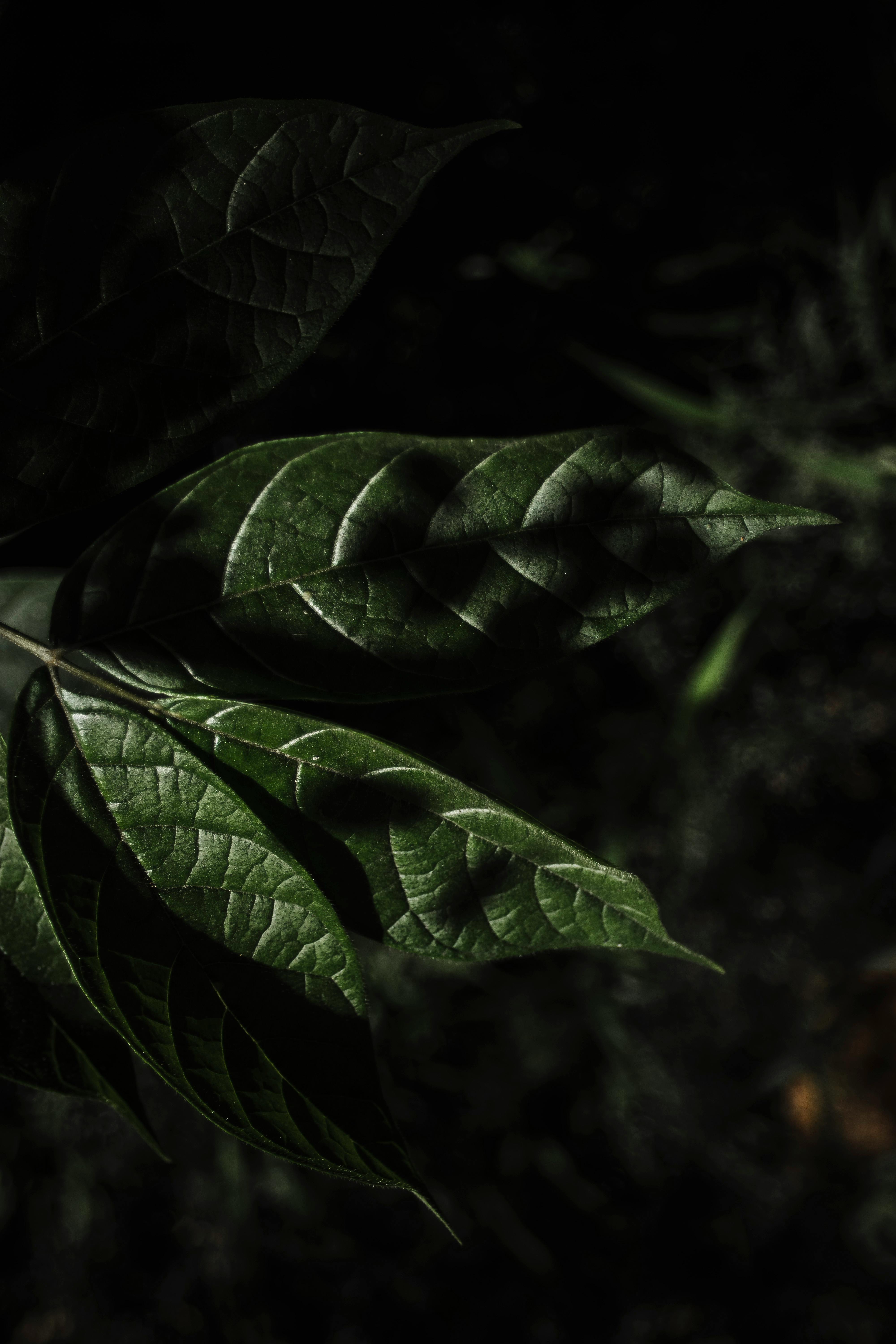 Big green leaf of tropical plant · Free Stock Photo