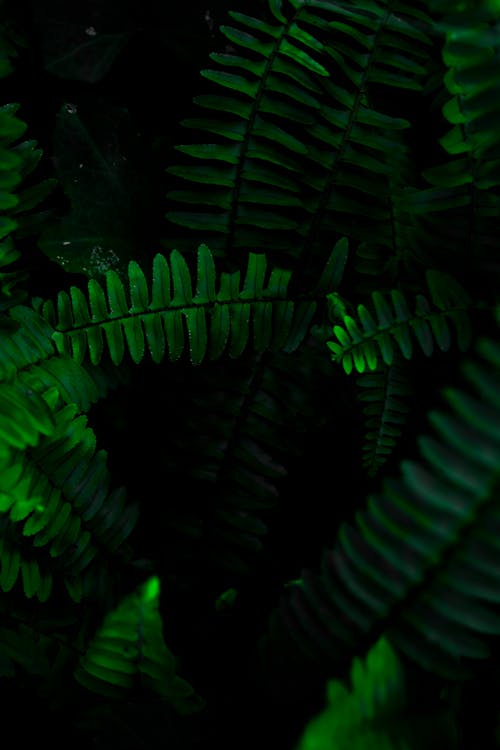 Green fern branches in dark forest
