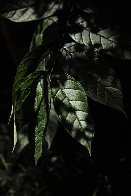 Green leaves growing on branch of wild plant