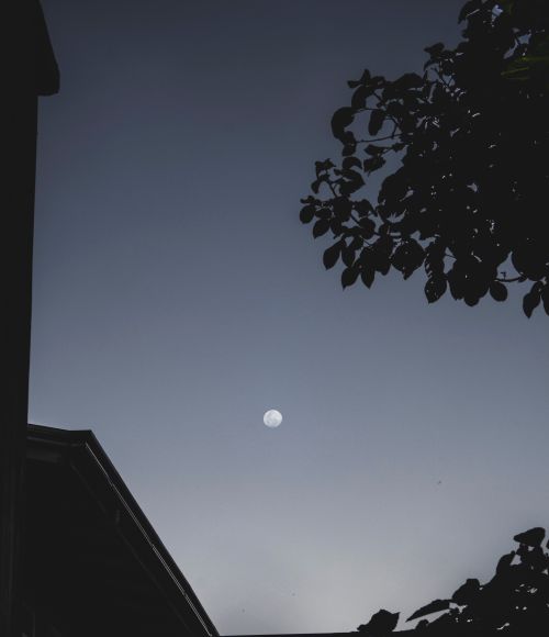 Free Small white moon shining on sky above roof of residential building and tall tree with lush foliage in evening time Stock Photo