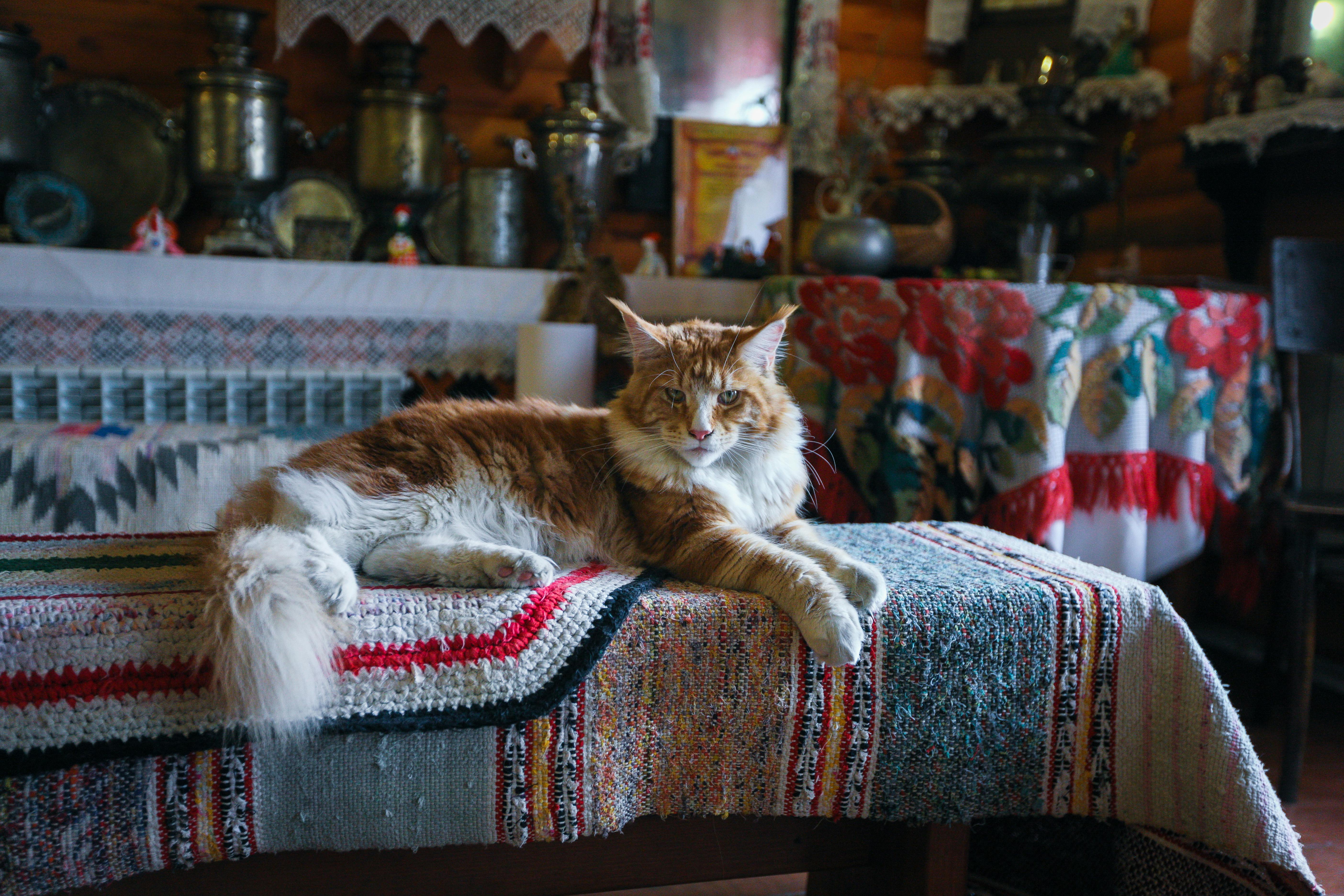 Cat Lying on Woven Mat