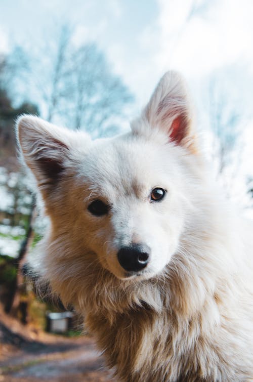Close-Up Shot of a Japanese Spitz Dog