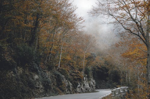 Free stock photo of autumn, fog, foggy landscape