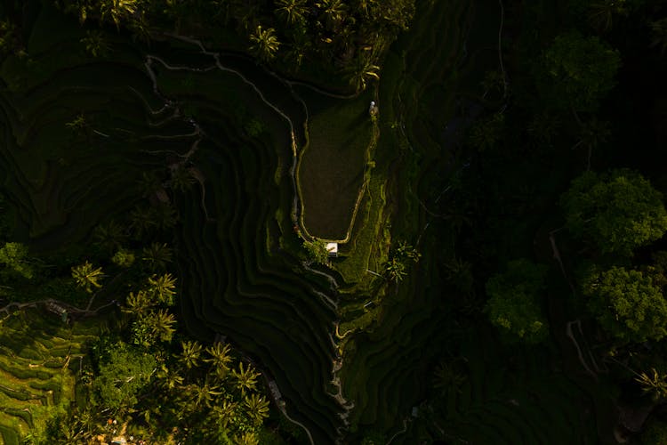 Aerial View Of A Mountain With Terraces