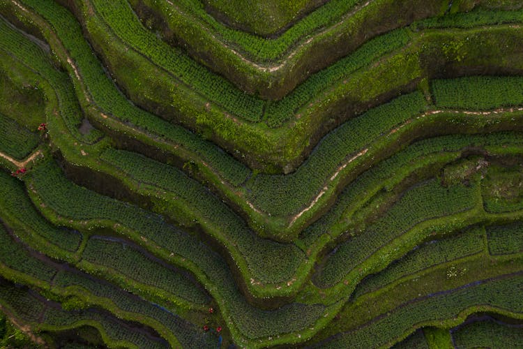 Aerial View Of Rice Terraces On A Mountain