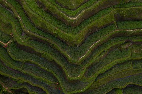 Free Drone shot capturing the vibrant green terraces of a rice field from above. Stock Photo
