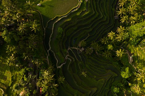 Fotos de stock gratuitas de agrícola, foto con dron, fotografía aérea