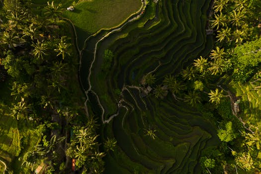 Drone shot capturing lush green rice terraces surrounded by palm trees.