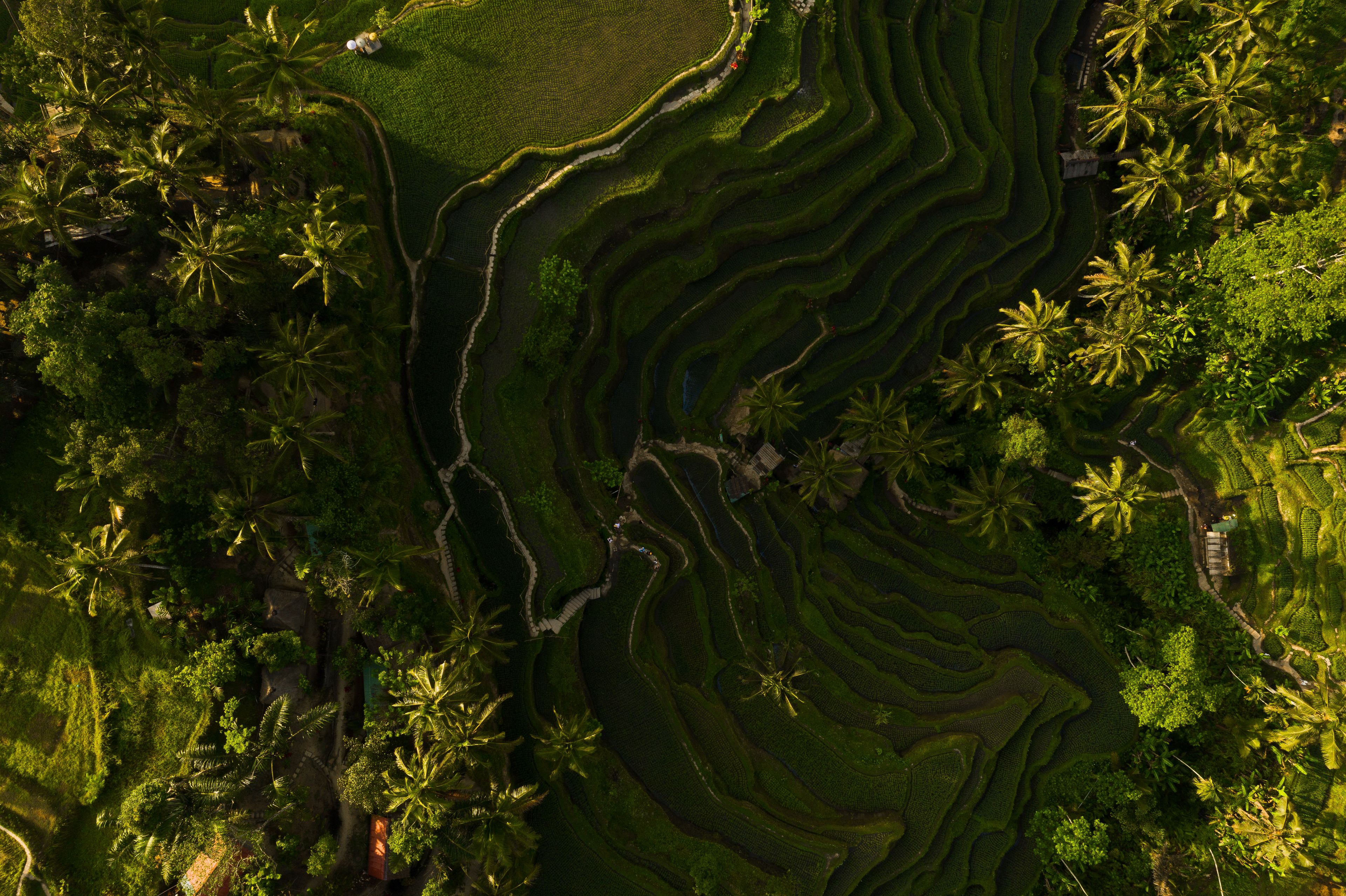 Ubud rice terraces in Bali's low-season wet months, the cheapest time to visit