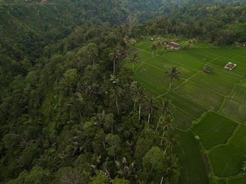 Foto stok gratis fotografi udara, hijau, pohon