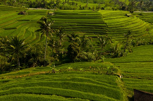 Foto stok gratis fotografi udara, hijau, tembakan drone