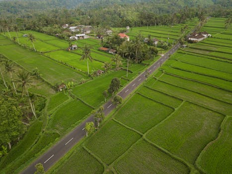 Drone view of vibrant green rice fields and a road in a rural countryside landscape.