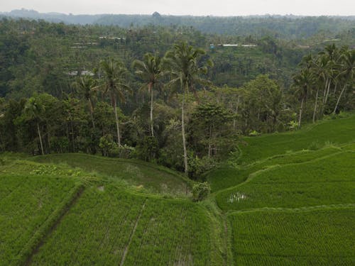 Gratis lagerfoto af dronefotografering, droneoptagelse, kokostræer