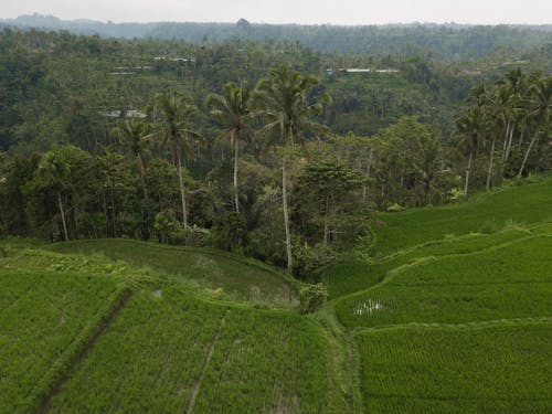 Aerial View of Rice Fields