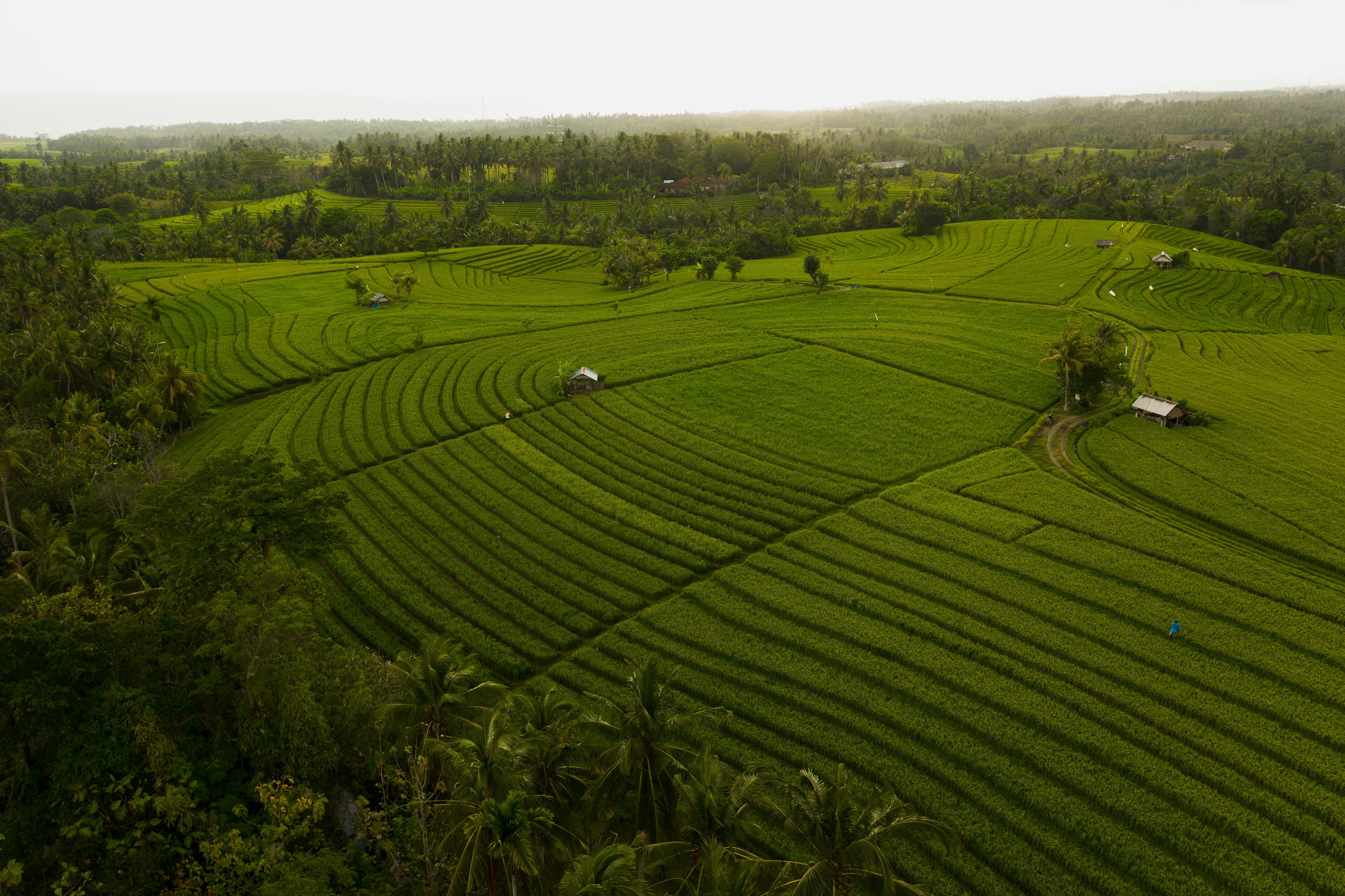 Aerial view of vibrant green terraced rice fields surrounded by lush vegetation at sunset.