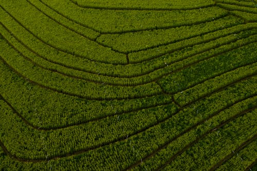 Free Aerial View of an Agricultural Land Stock Photo