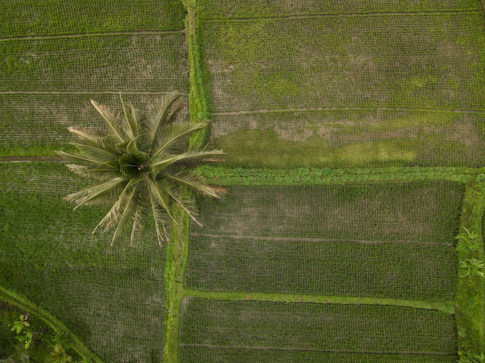 Darmowe zdjęcie z galerii z dron, drzewo palmowe, kieliszek