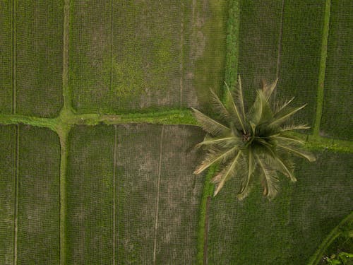 Free Bird's Eye View of an Agricultural Land with Palm Tree Stock Photo