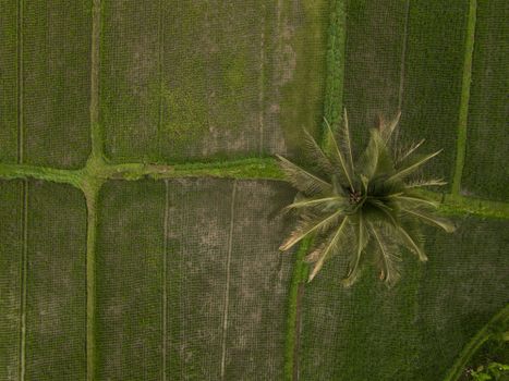 Photo by Mikhail Nilov Stunning aerial view of lush green farmland with a prominent palm tree, showcasing vibrant tropical nature.