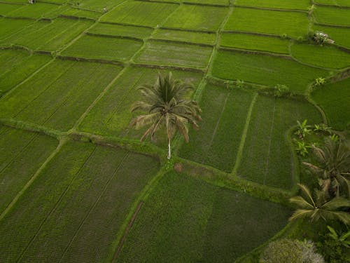 Gratis stockfoto met bomen, dronefoto, gras