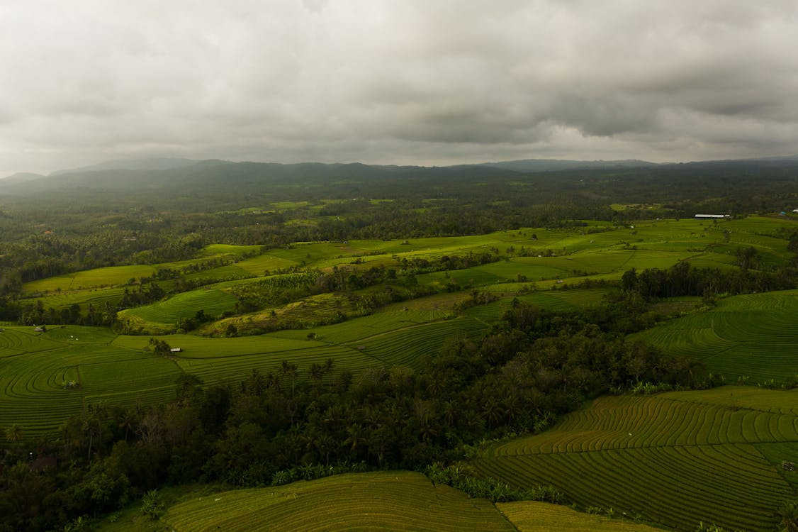 Wide Land Covered with Cropland and Green Trees 
