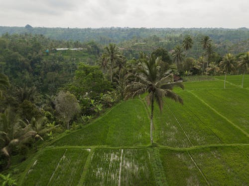 คลังภาพถ่ายฟรี ของ การเกษตร, ชนบท, ดูนกตา