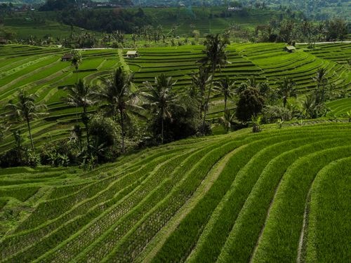 Free Beautiful aerial view of green rice terraces in a lush, scenic countryside landscape. Stock Photo