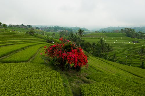 Free A Red Flowering Tree in the Middle of Rice Fields Stock Photo