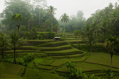 Free Serene terraced rice fields surrounded by palm trees in a misty morning landscape. Stock Photo