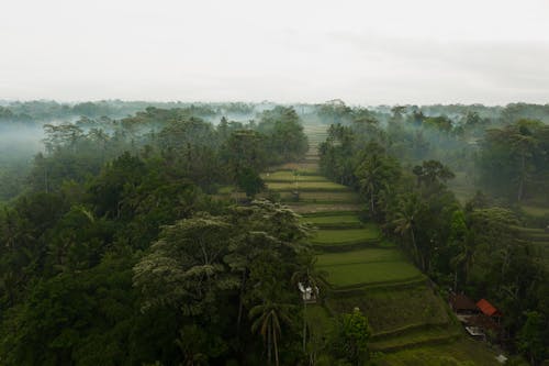 Free Aerial View of Rice Fields Surrounded with Trees on a Foggy Day Stock Photo