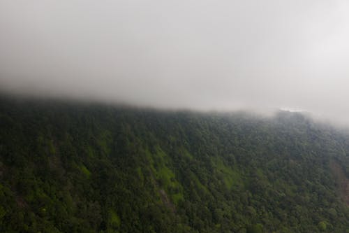 An Aerial Photography of Green Trees on a Foggy Mountain