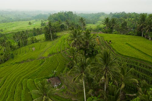 Green Grass Terrain Field