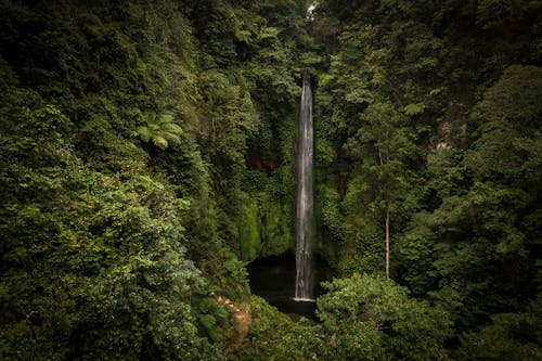 Základová fotografie zdarma na téma dešťový prales, hora, krajina