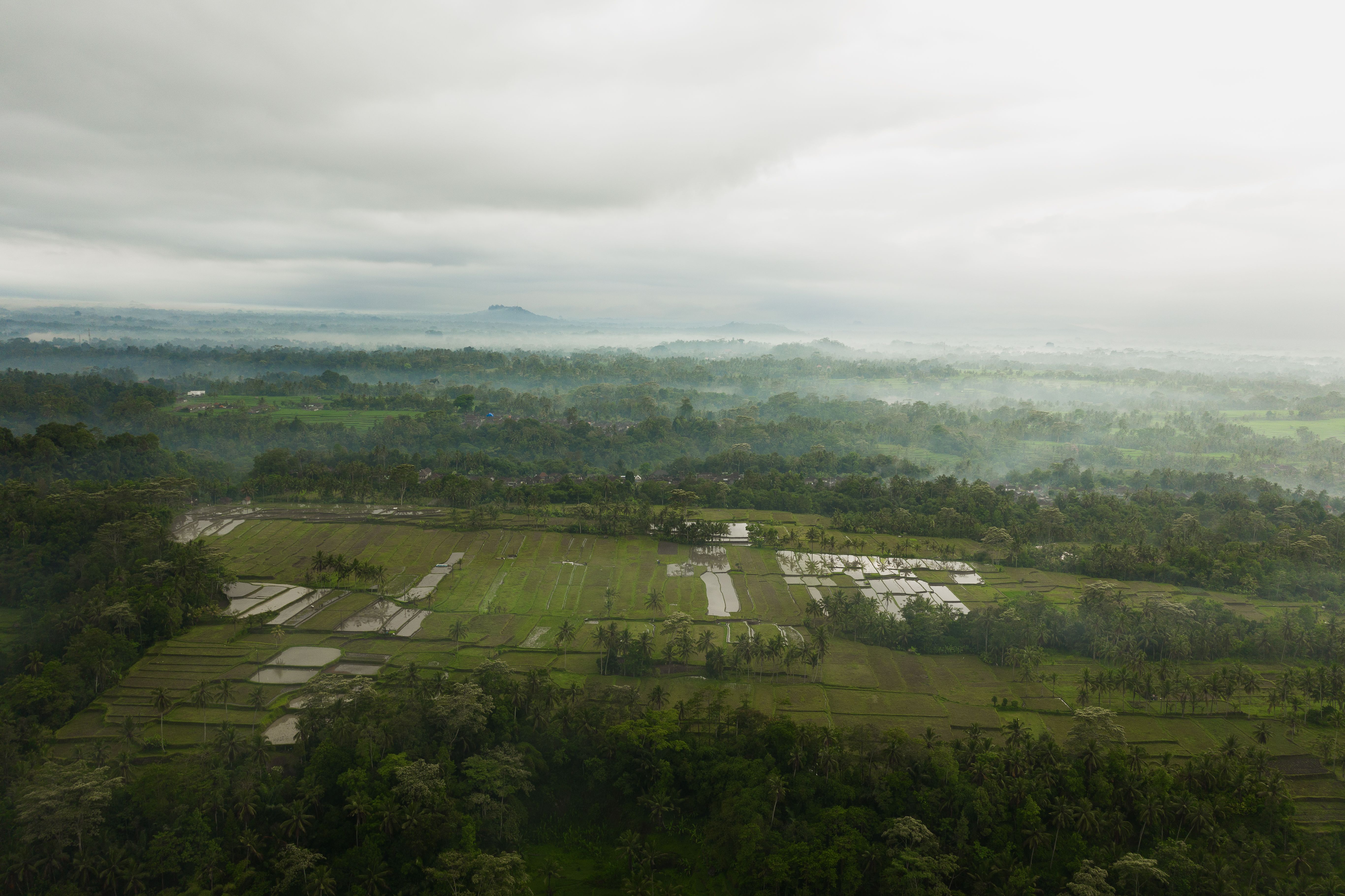 Aerial Shot of Green Trees and Green Grass Field · Free Stock Photo