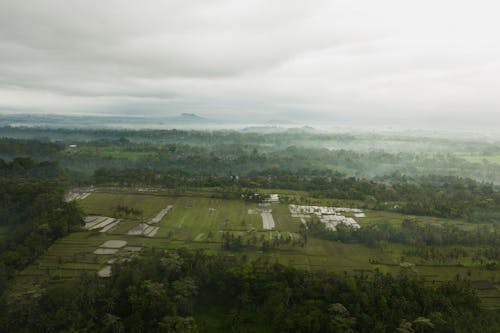 Aerial Shot of Green Trees and Green Grass Field