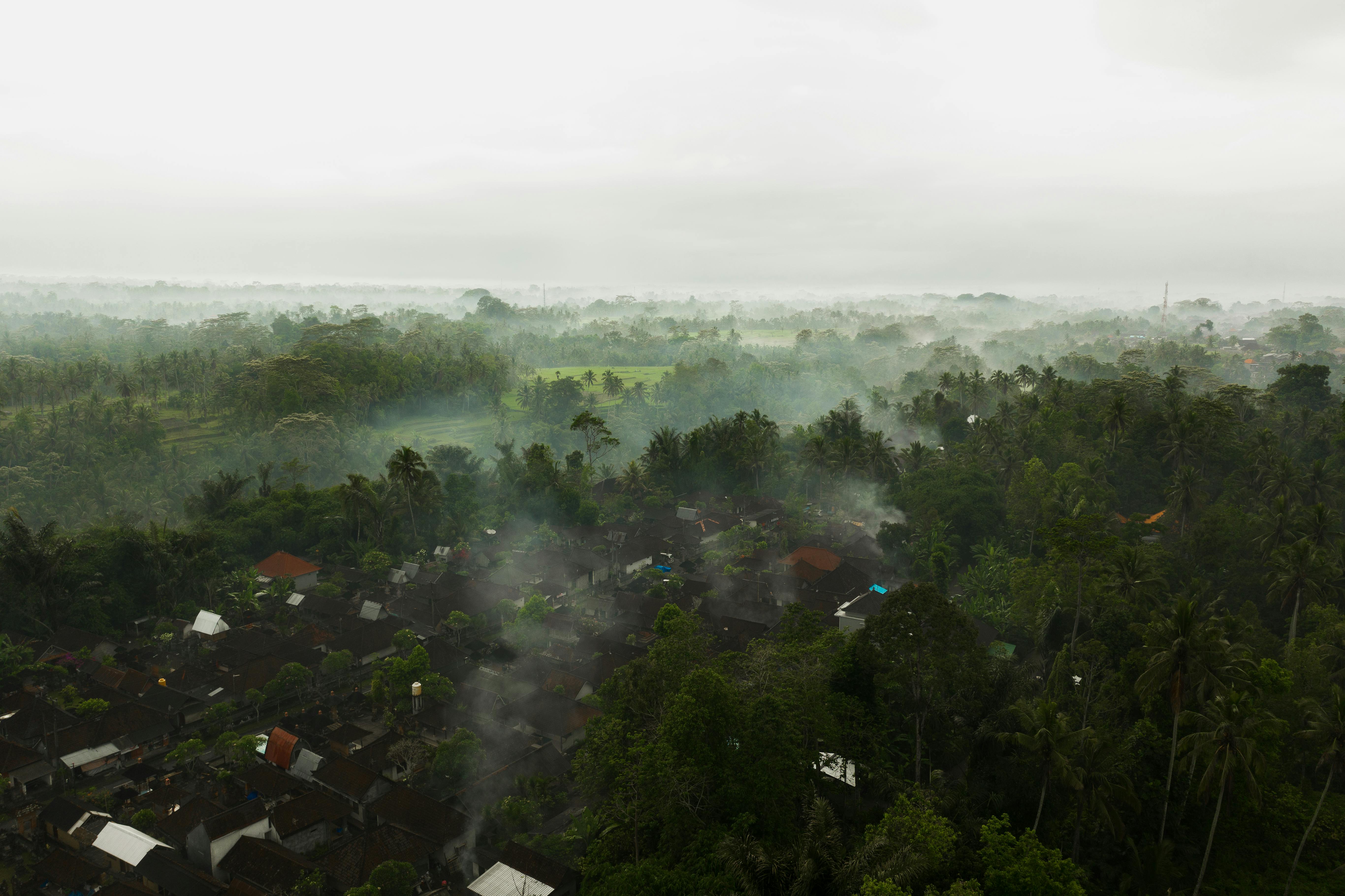 jangkrik bali