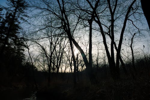 A Silhouette of Leafless Trees on Grass Field