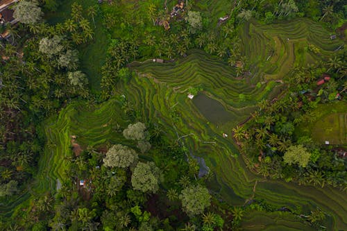 Rice Terraces Surrounded by Green Trees 