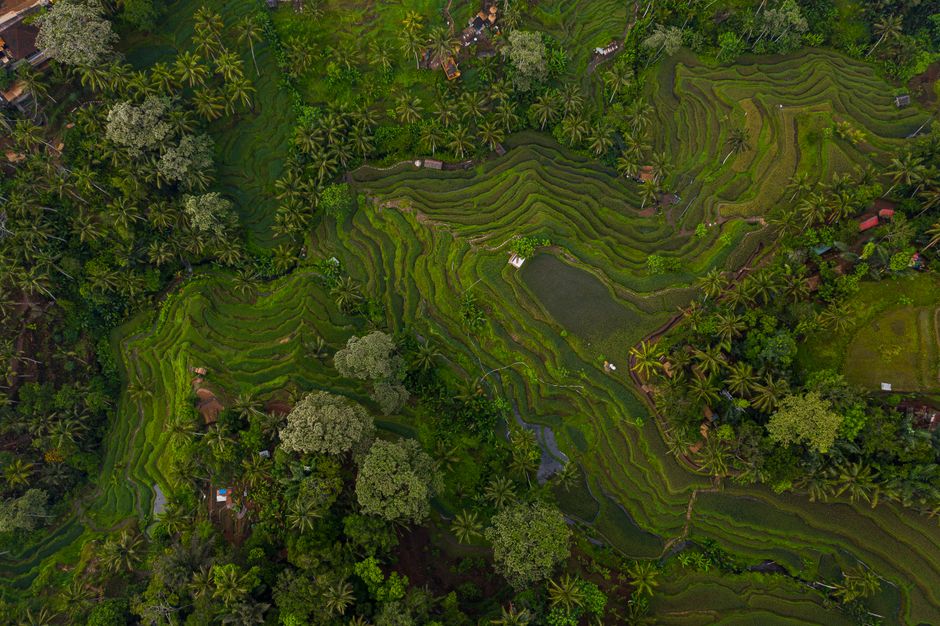 Ubud: More Than Just Rice Paddies and Temples Ubud: More Than Just Rice Paddies and Temples