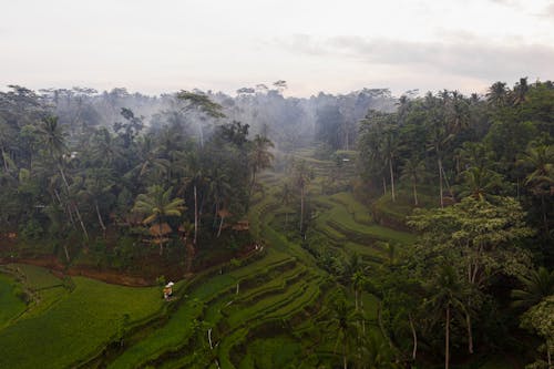 Rice Terraces in the Jungle