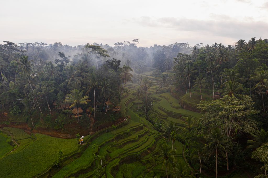 Misty green rice terraces and jungle canopy in Bali during the rainy season, showing a lush landscape